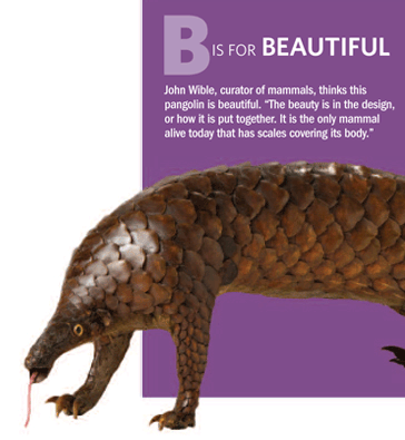 b is for beautiful john wible, curator of mammals, thinks this pangolin is beautiful. 