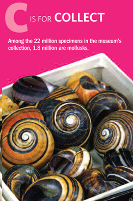 c is for collect among the 22 million specimens in the museum's collection, 1.8 million are mollusks.