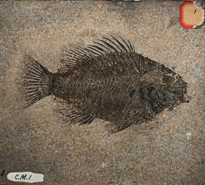 Fossil of an ancient fish