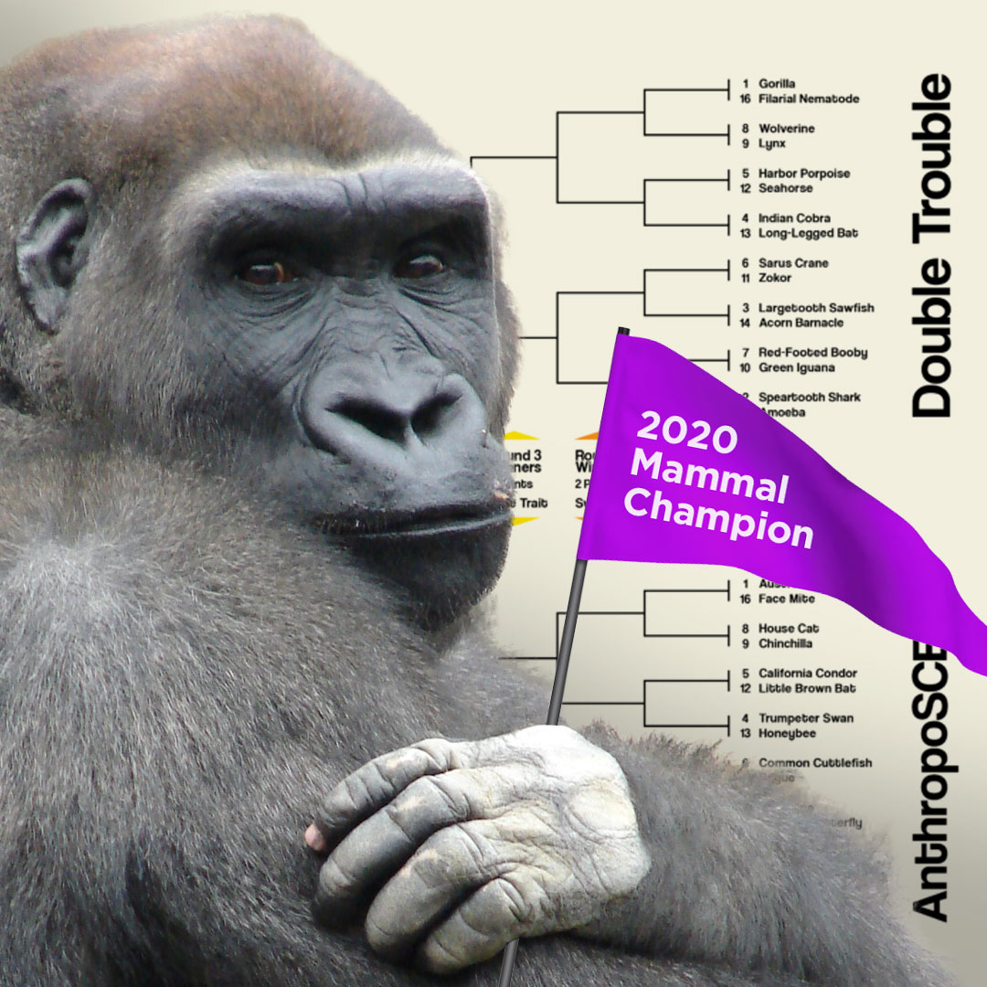 photo of a gorilla holding a pennant in front of a March madness bracket