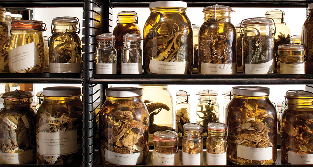 Rows of jars containing fluid-preserved amphibian and reptile specimens in Carnegie Museum's Alcohol House.