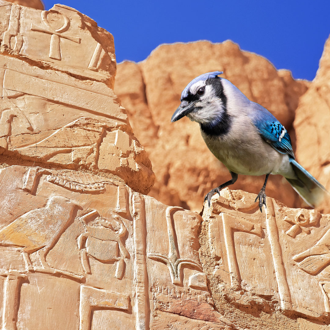 an American blue jay on an Egyptian hieroglyph