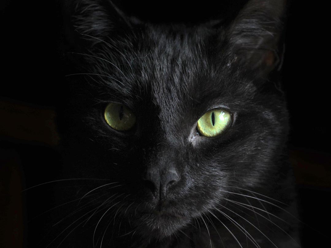 A black cat with green eyes
