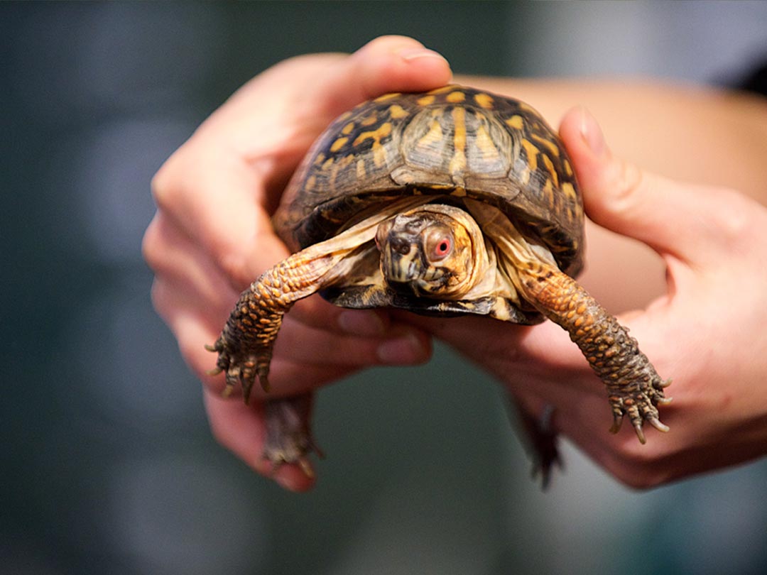 A closeup of an eastern box turtle being held in two hands