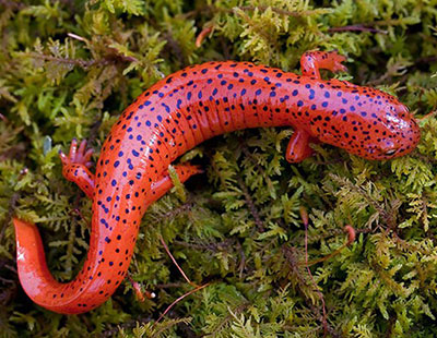 A red spotted salamander