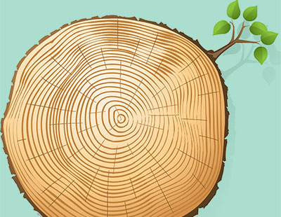 A cross section of a tree showing growth rings