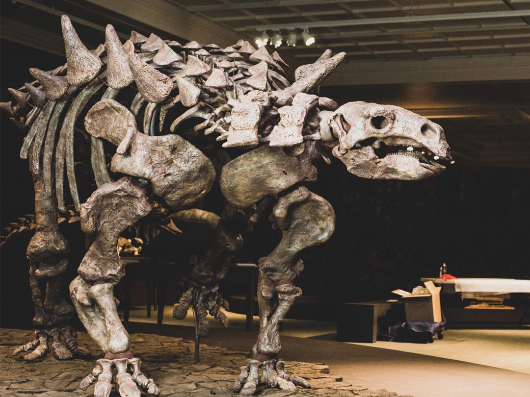 A large dinosaur skeleton with spikes and back armor
