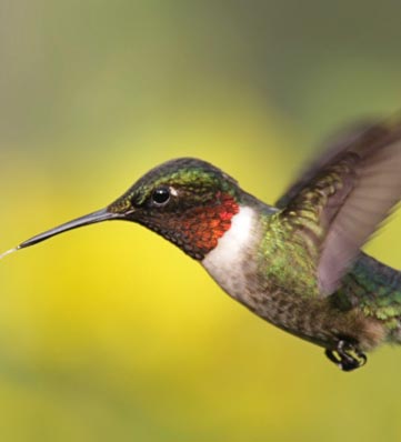 A hummingbird with iridescent green feathers and a bright red throat hovering in mid-air against a blurred yellow background.
