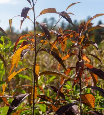 Close-up of vibrant fall leaves in shades of orange and purple, against a blurred green field and blue sky backdrop.
