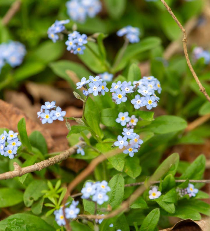 Spring flowers