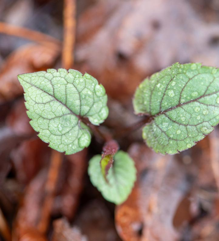 Close-up of two green, textured leaves with droplets, emerging from brown, decaying foliage.