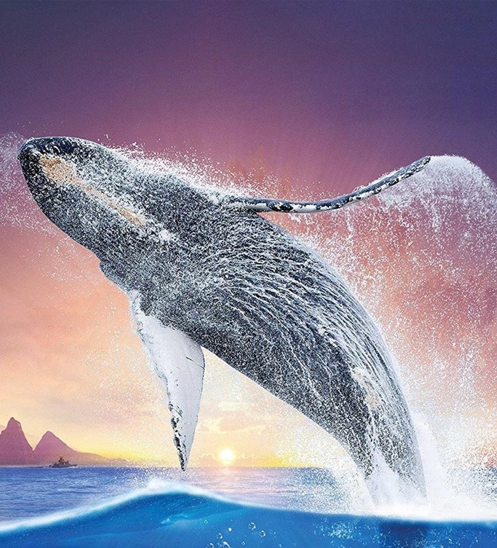 A humpback whale breaching out of the water