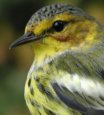 close-up of a song bird