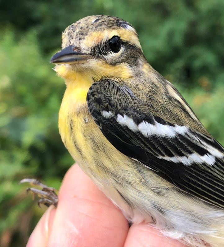 Close-up of a small, brightly colored songbird with a yellow breast, black wings, and a curious expression, held gently in a hand.