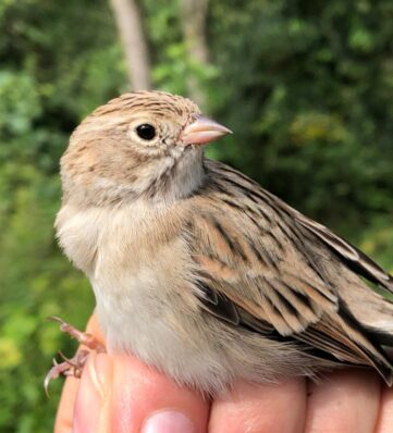 Close-up of a small, light-brown sparrow being held in a person's hand, set against a blurred green background.