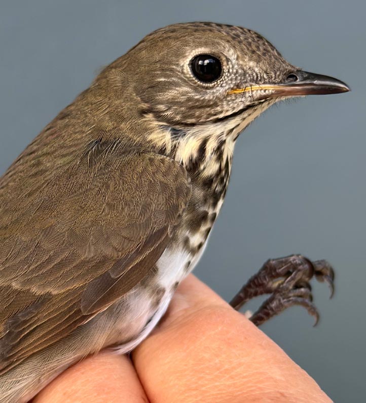 closeup of a bird