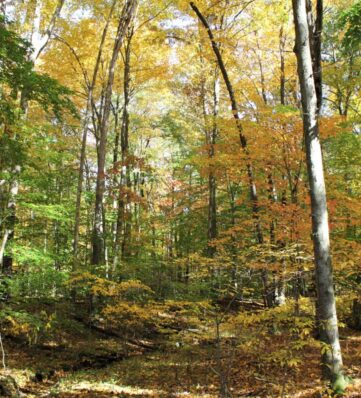 A path through a forest of trees in the fall.