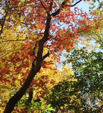 Looking up at the trees with fall foliage.