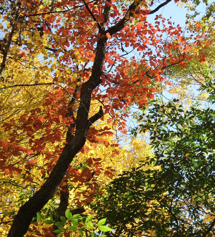 Looking up at the trees with fall foliage.