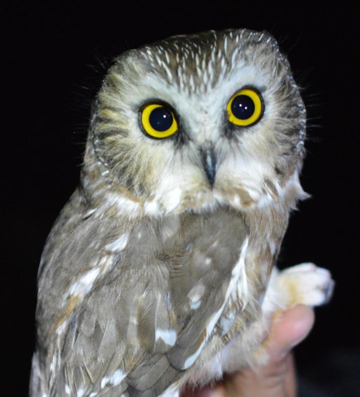 A close-up of a small owl with bright yellow eyes perched on a person's hand, showcasing its detailed feathers against a dark background.