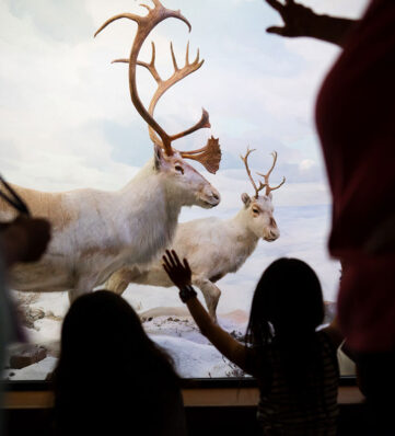 Children reach towards two life-sized mounted reindeer in a museum, with adults observing in the background.