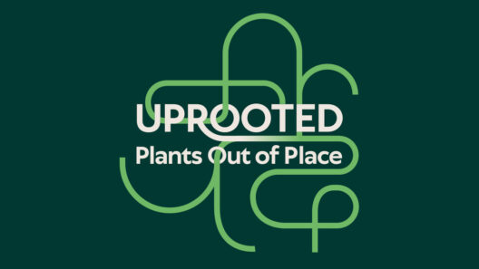 Graphic featuring the title "Uprooted: Plants Out of Place" with a green and white abstract line design on a dark background.