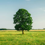A single tree in an open field.