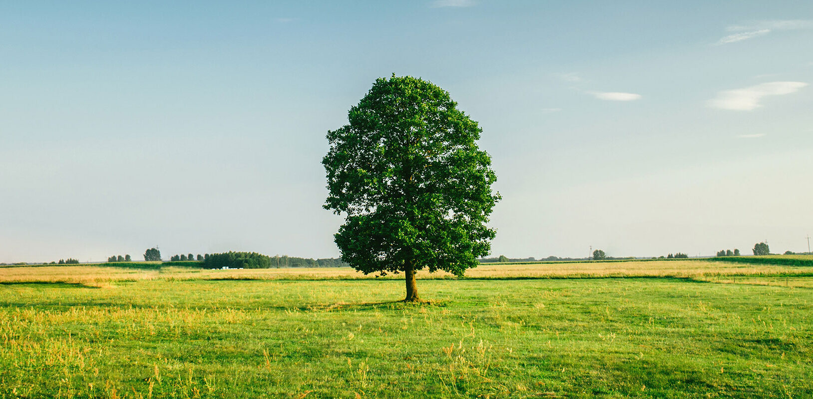 A single tree in an open field.