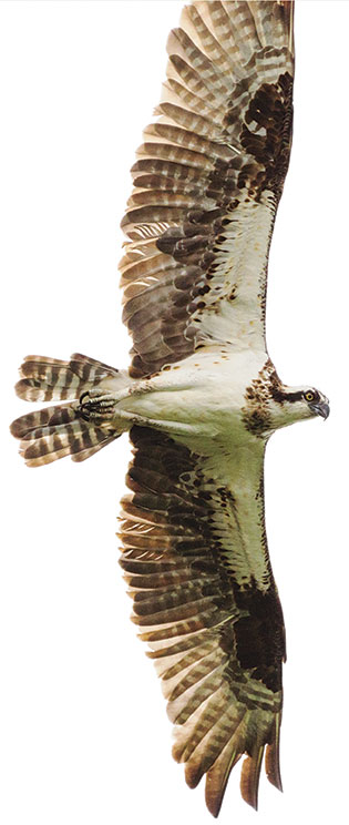 An osprey flying overhead with it's wings fully open.
