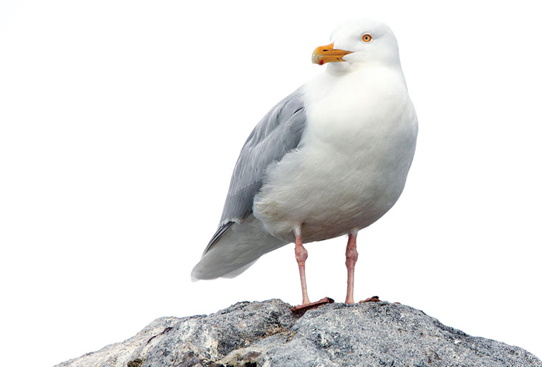A Glaucous gull standing on a rock.