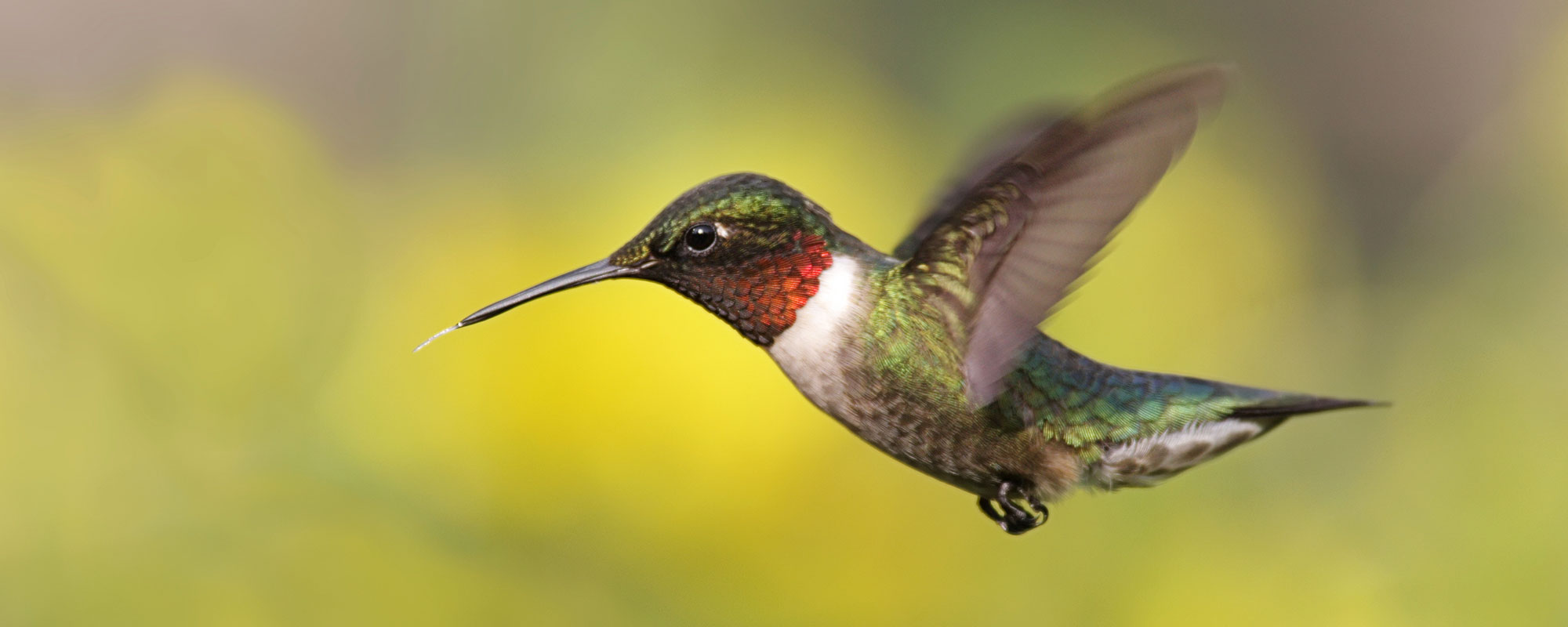 A Ruby-throated hummingbird in mid-flight