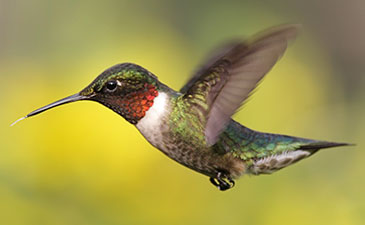 September 28: Behind Closed Doors: Section of Birds