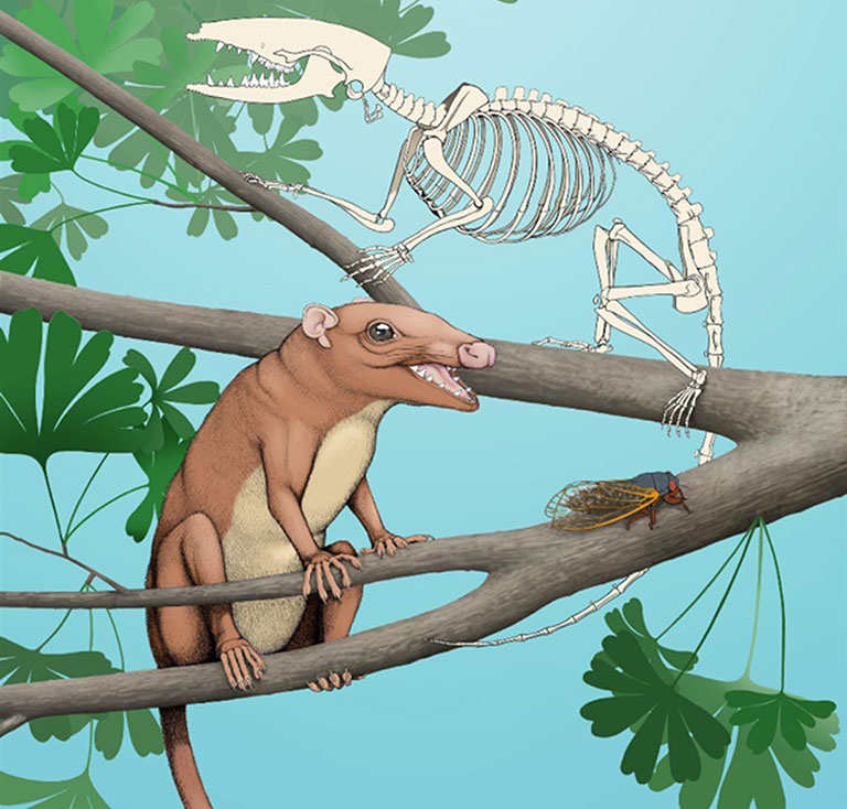An illustration of the newly discovered mammal sitting in a tree.