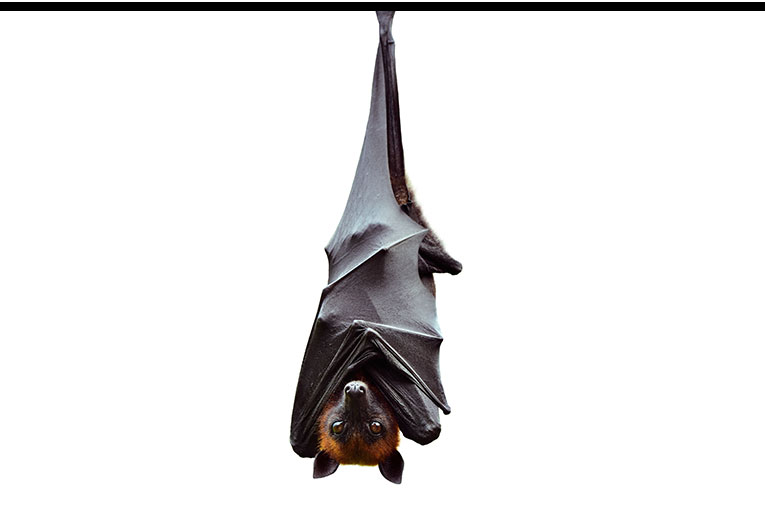 A bat haning upside down from a branch.
