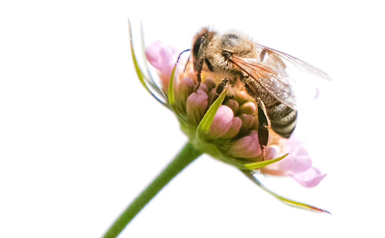A honeybee pollinating a flower.