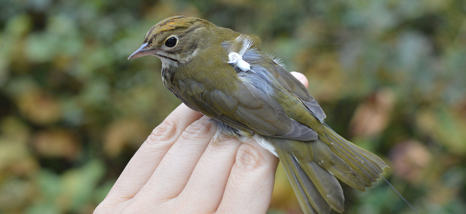 A bird fitted with an electronic tracker.