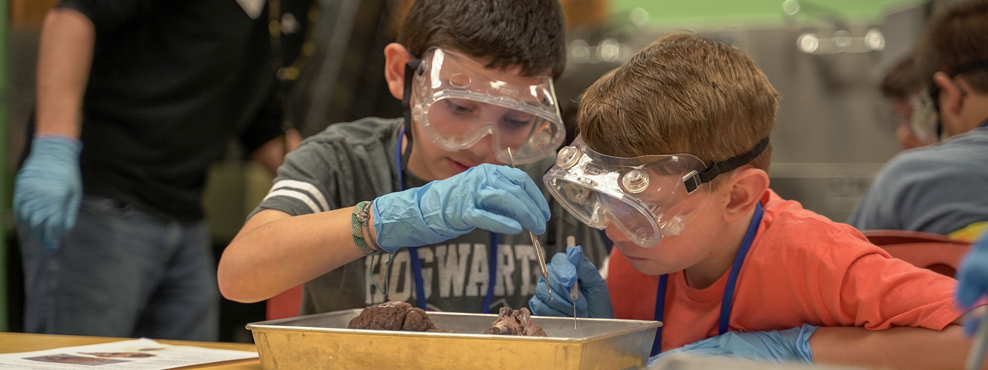 Two young boys dissect a sheep brain with the help of instructor.