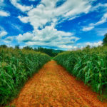 A path leading through a corn field with a blue sky in the horizon