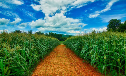 A path leading through a corn field with a blue sky in the horizon