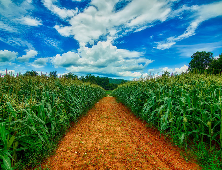 A path leading through a corn field with a blue sky in the horizon