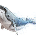 AN illustration of a humpback whale