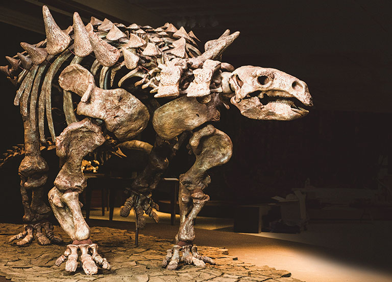 A skeleton of an armored dinosaur.