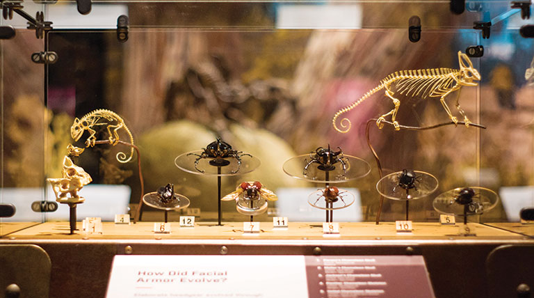 An exhibit case containing chameleons and beetles.