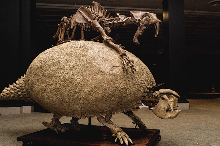 A recreation of a saber-toothed tiger attackinga glyptodont.