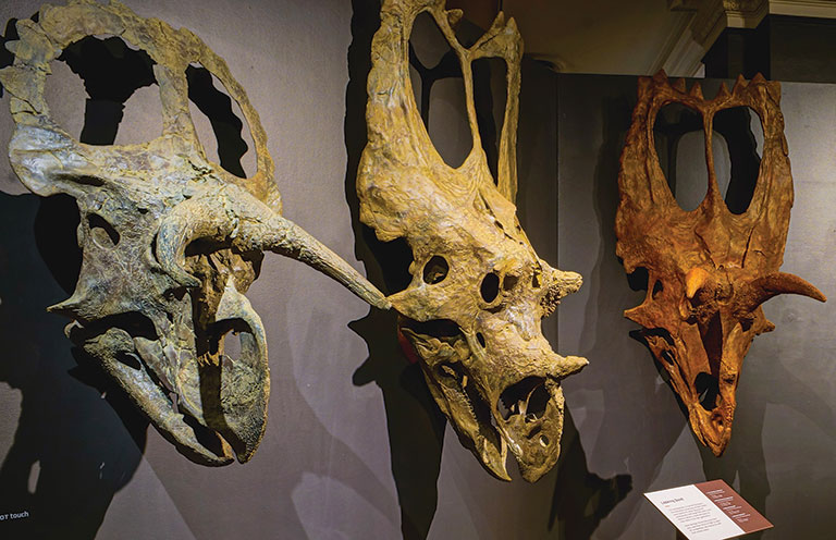 Skulls of 3 armored dinosaurs.
