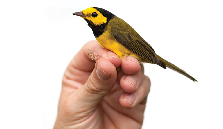 A hand holding a yellow bird.