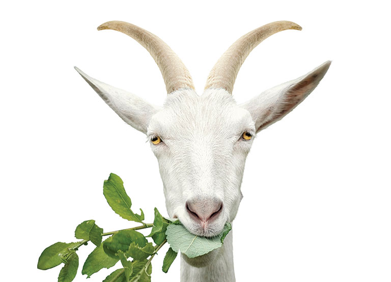 A photo fo a goat eating leaves.