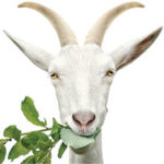 A photo fo a goat eating leaves.