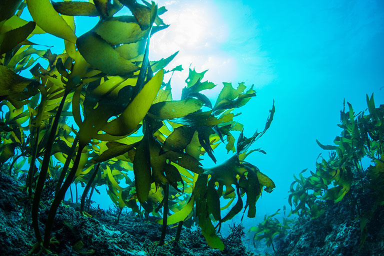 A photo of seaweed