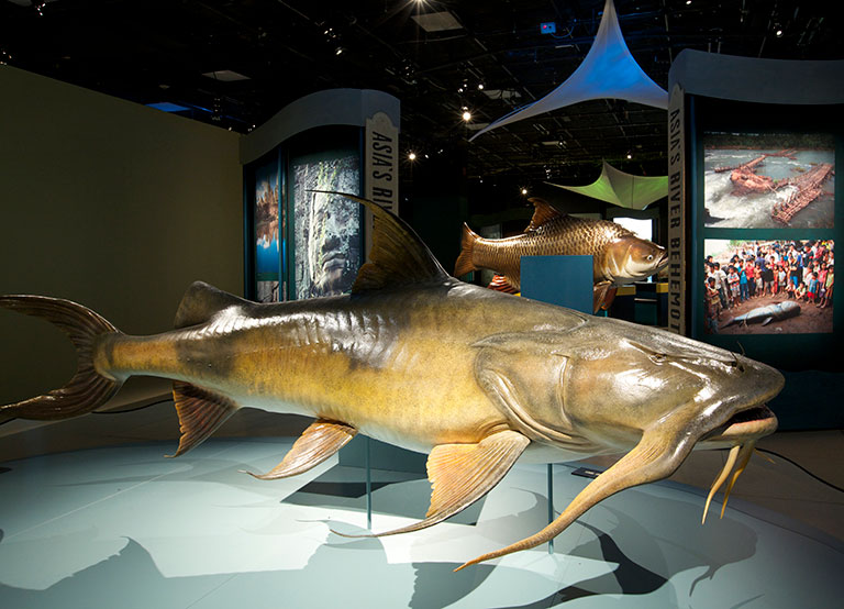 A replica of a large catfish